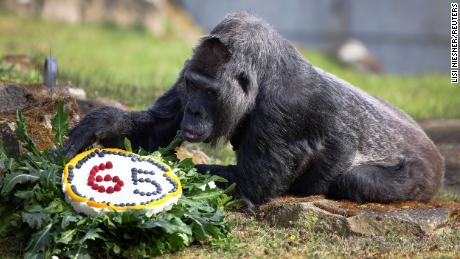 Il gorilla più antico del mondo conosciuto ha 65 anni