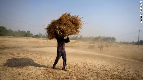 Un contadino indiano trasporta un raccolto di grano raccolto da un campo alla periferia di Jammu, in India, giovedì 28 aprile 2022. 