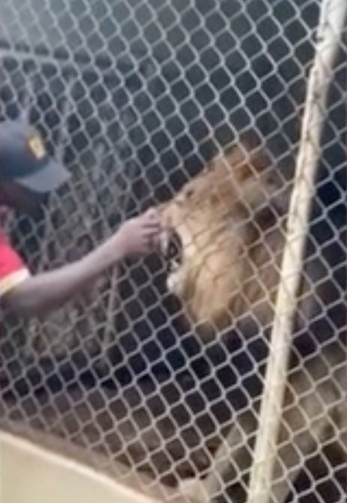 I visitatori sono rimasti sorpresi dopo che il dito di un lavoratore dello zoo è stato morso da un leone allo zoo giamaicano