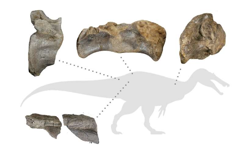 Le ossa meglio conservate di uno spinosauride di roccia bianca, inclusa la vertebra della coda che ha contribuito a determinarne le dimensioni gigantesche