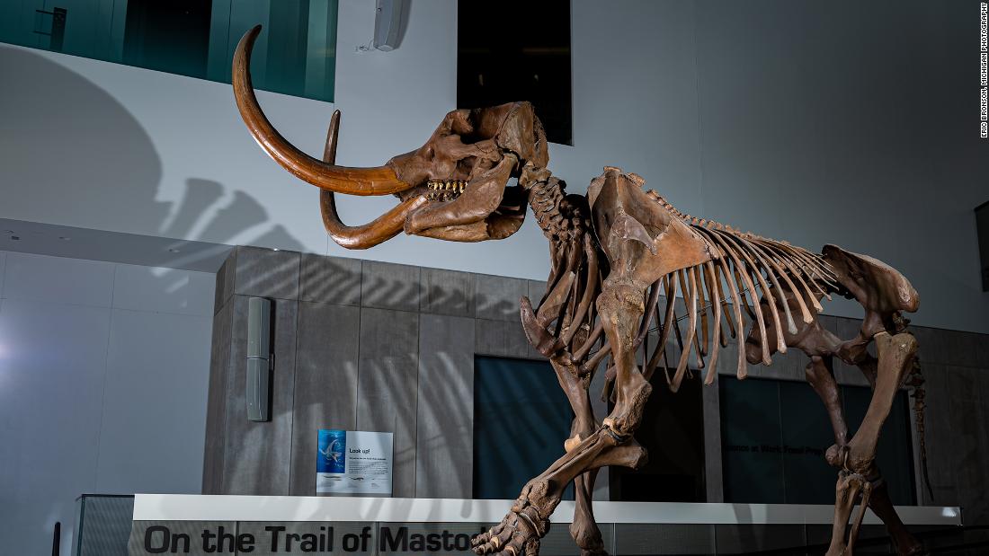 La zanna di Mastodonte rivela i modelli migratori in Nord America