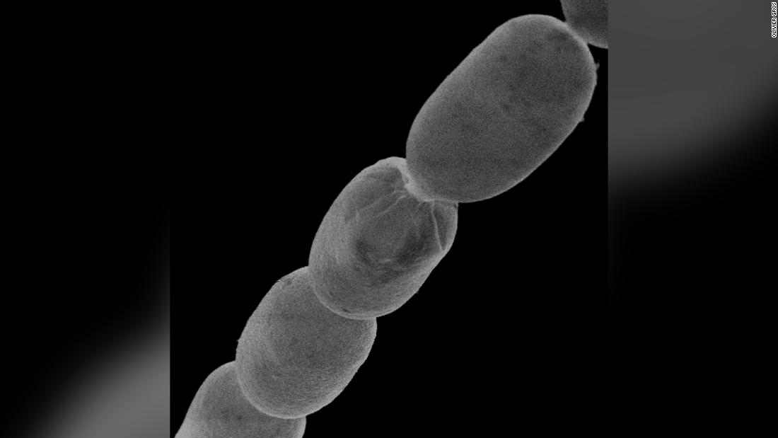 È stato scoperto il batterio più grande del mondo delle dimensioni di una ciglia umana