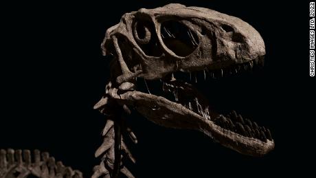 Fossili di dinosauri ispirati & # 39 ;  Jurassic Park & ​​# 39;  Venduto per più di 12 milioni di dollari