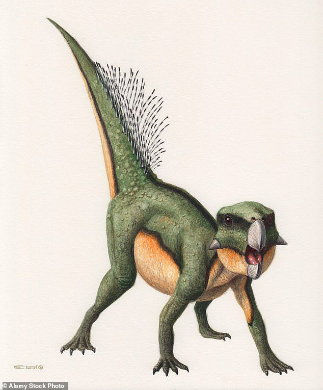 La faccia del pappagallo: cos'era un dinosauro Tomos Psittacosaurus