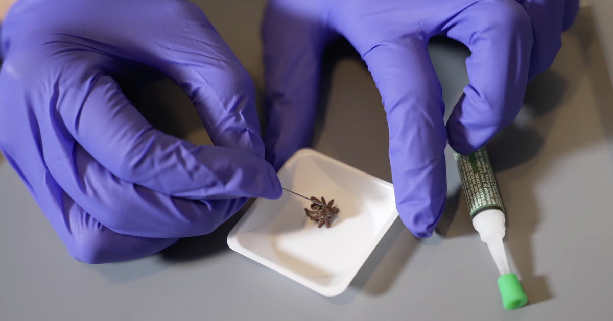 Gli scienziati resuscitano ragni morti come robot artigliati