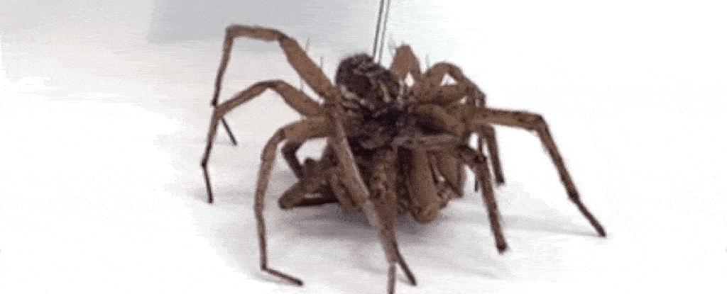 Gli scienziati trasformano i ragni morti in "robot della morte" e abbiamo paura