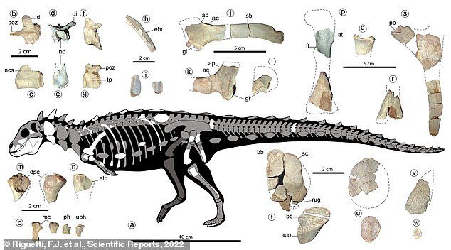 Si unisce a Stegosaurus, Ankylosaurus e altri dinosauri corazzati in un gruppo chiamato Thyreophora.