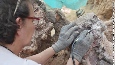 La ricerca conferma l'importanza della documentazione fossile di vertebrati nella regione portoghese di Pombal.