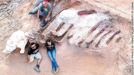 I ricercatori ritengono che i resti avrebbero potuto essere alti circa 39 piedi e lunghi 82 piedi.