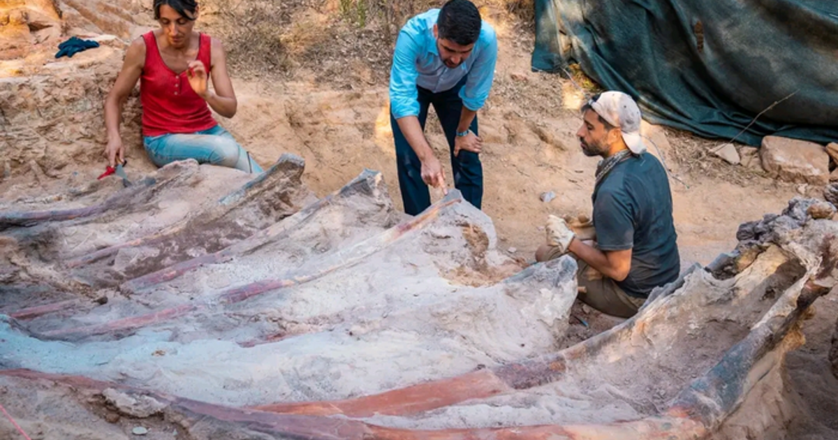 Uno scheletro di dinosauro lungo 82 piedi è stato trovato nel cortile di un uomo in Portogallo.  Potrebbe essere il più grande mai visto in Europa.