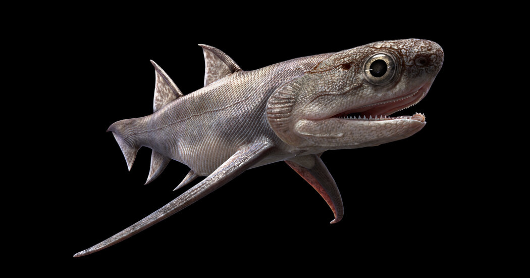 I pesci fossili rivelano le più antiche "mascelle" prima conosciute