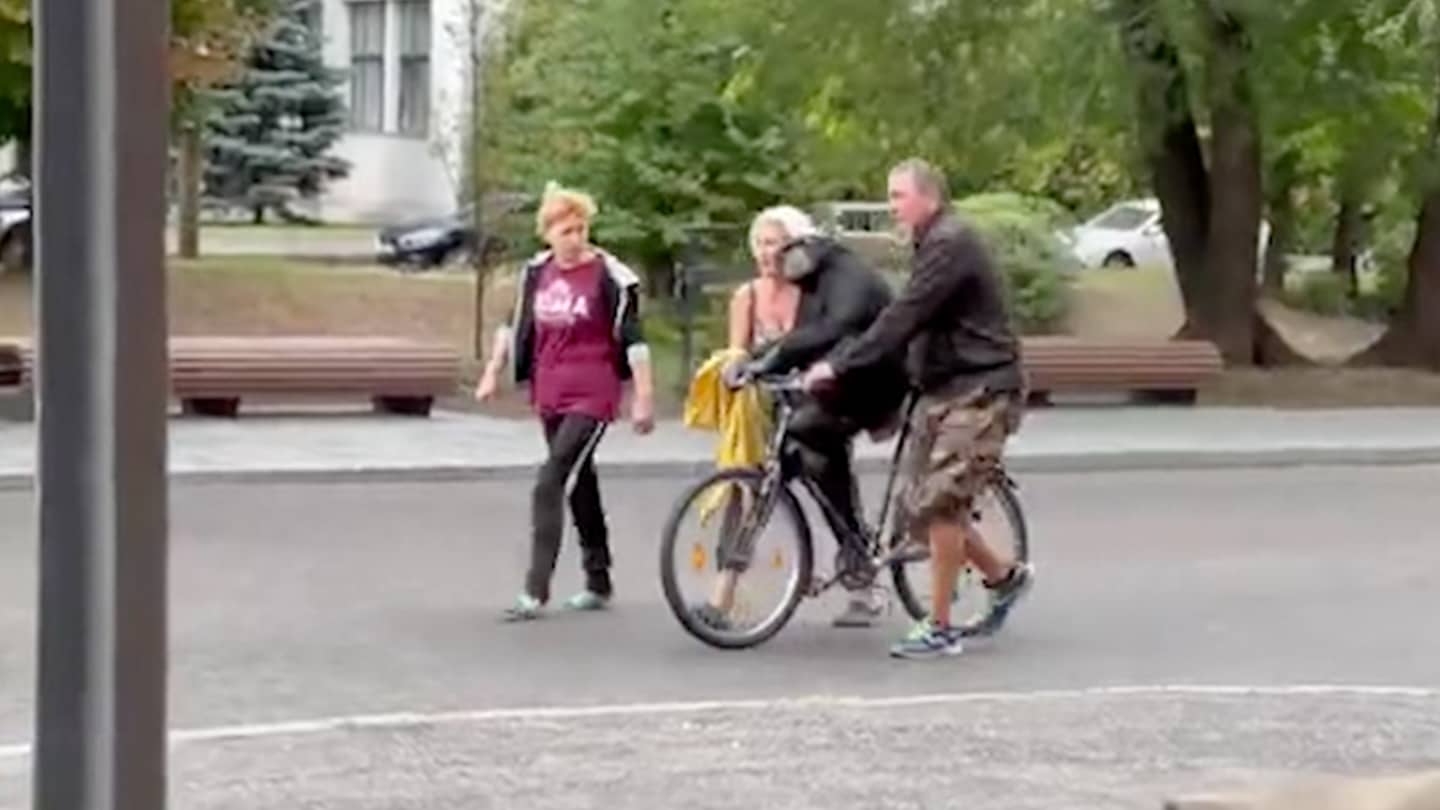 Uno scimpanzé scappa dallo zoo di Kharkiv e torna in bicicletta con un impermeabile