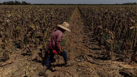Un lavoratore cammina lungo un campo di girasoli asciutto vicino a Sacramento, in California, ad agosto.