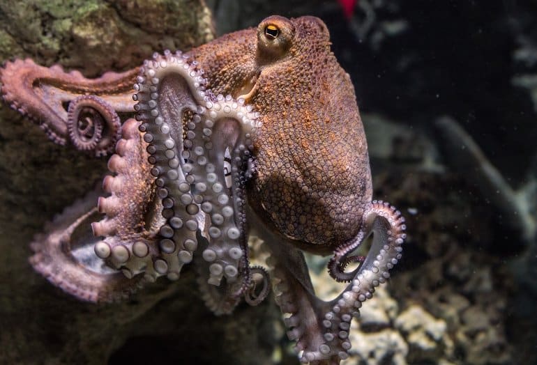 Come calamari e polpi ottengono il loro grande cervello