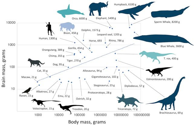 Diagramma delle dimensioni del cervello rispetto alla massa corporea per dinosauri, mammiferi e uccelli